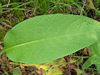Bouillon blanc (02) (Photo F. Mrugala)